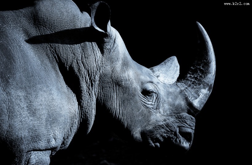 犀牛图片