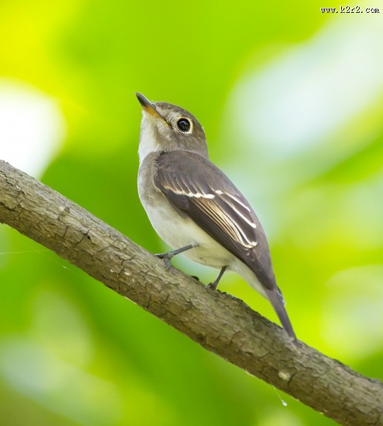 北灰鹟图片大全