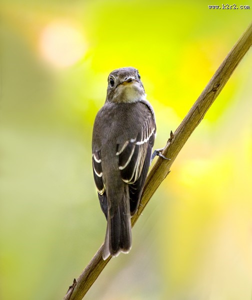 北灰鹟图片大全