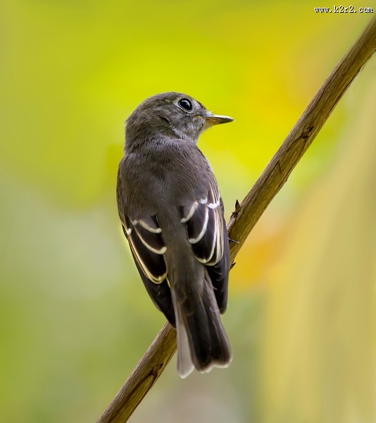北灰鹟图片大全