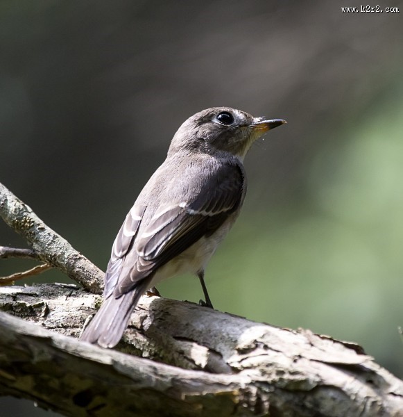 北灰鹟图片大全