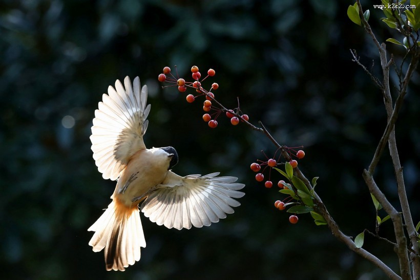 伯劳鸟图片大全