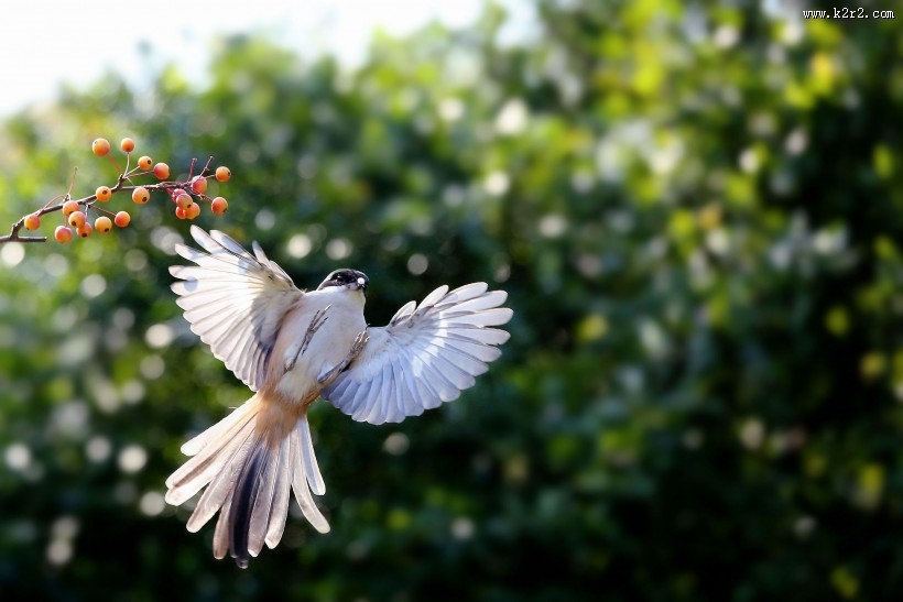 伯劳鸟图片大全
