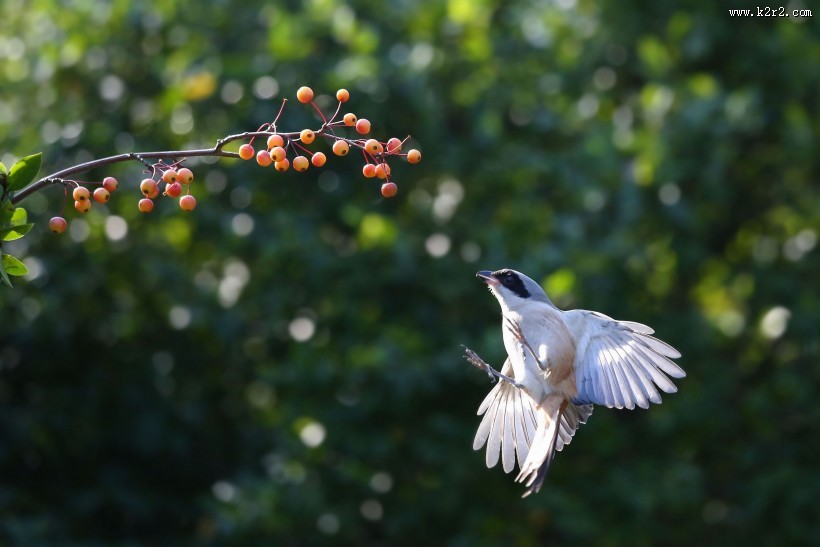 伯劳鸟图片大全