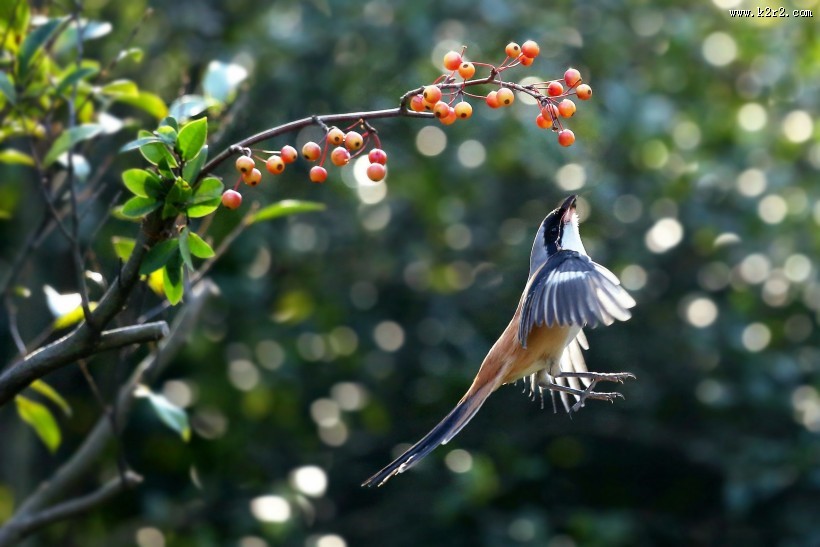 伯劳鸟图片大全