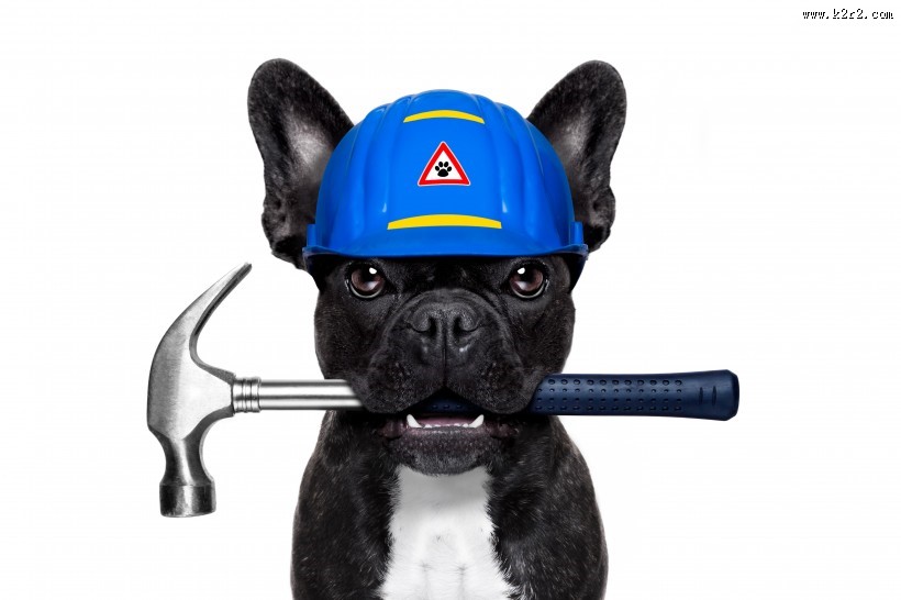 职业装宠物狗图片大全