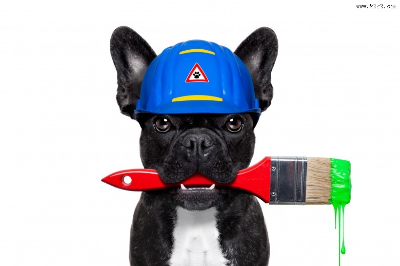 职业装宠物狗图片大全