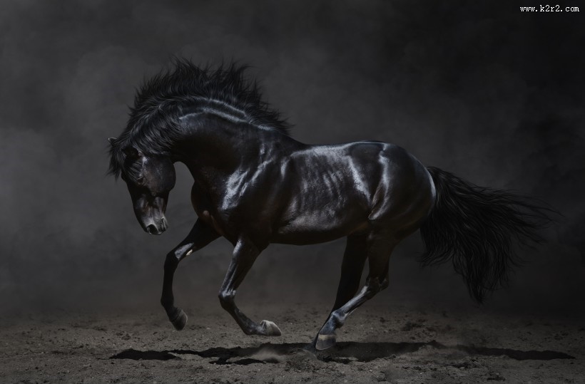 黑色骏马图片