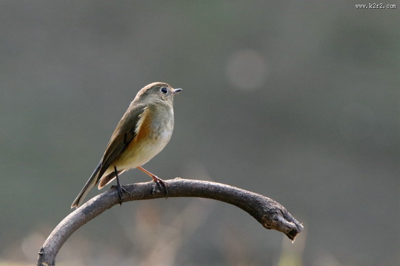 红胁蓝尾鸲图片大全