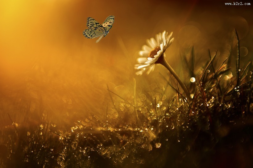 花丛中蝴蝶图片大全