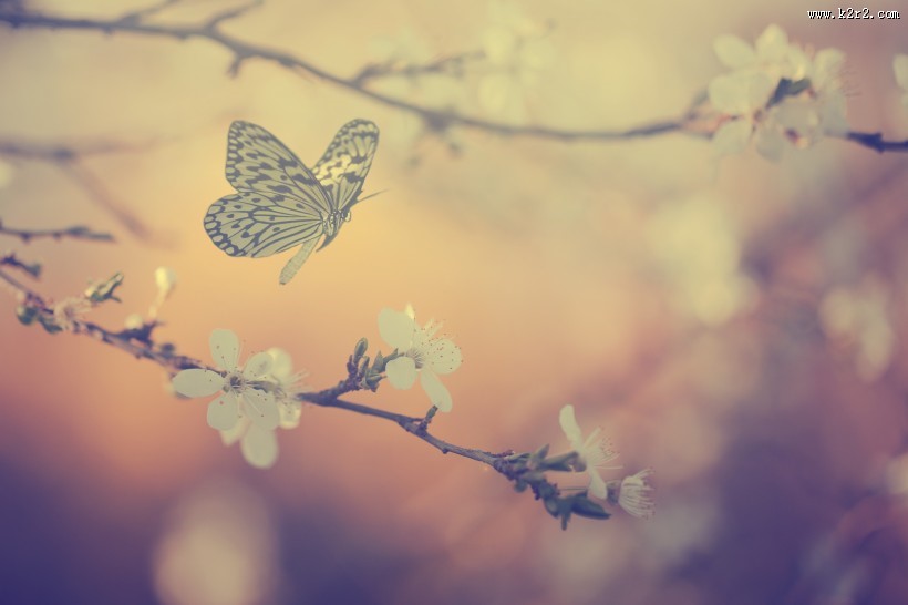 花丛中蝴蝶图片大全