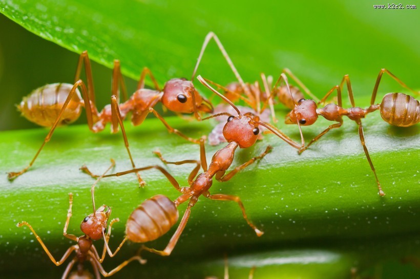 植物上蚂蚁图片