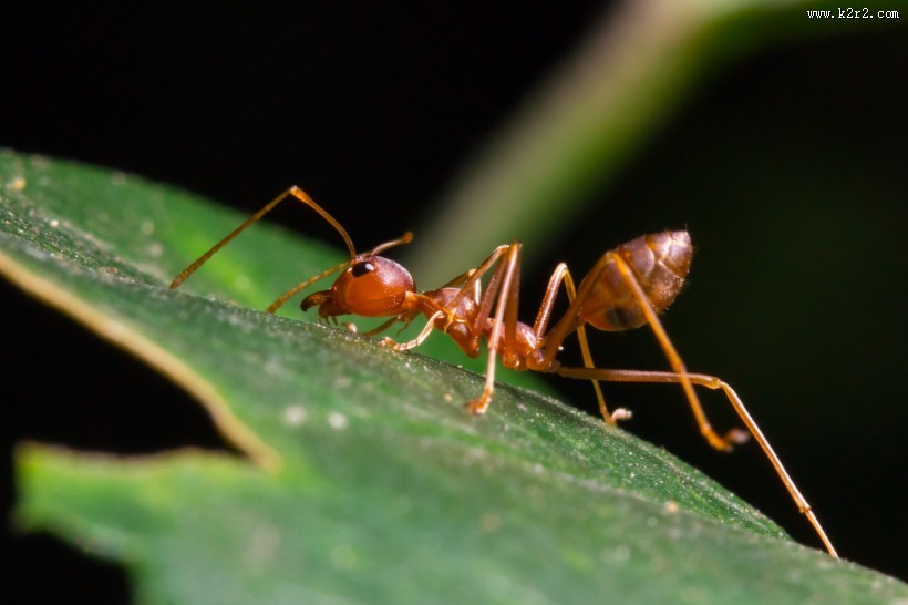 植物上蚂蚁图片
