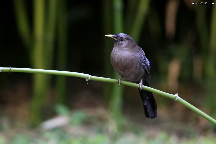 山噪鹛图片大全