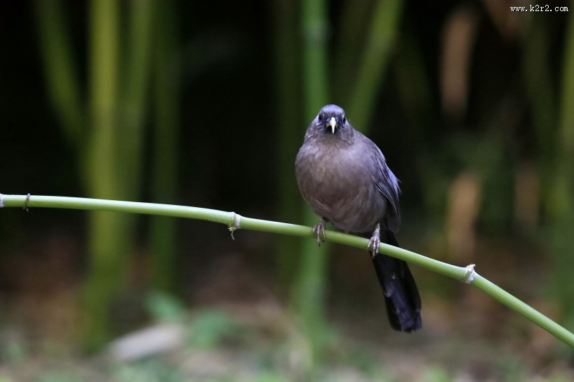 山噪鹛图片大全