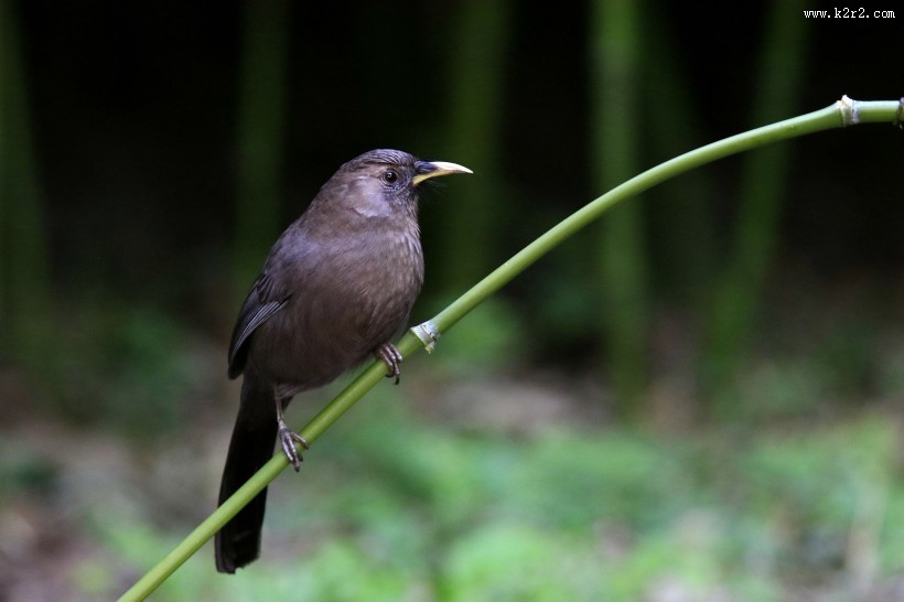 山噪鹛图片大全