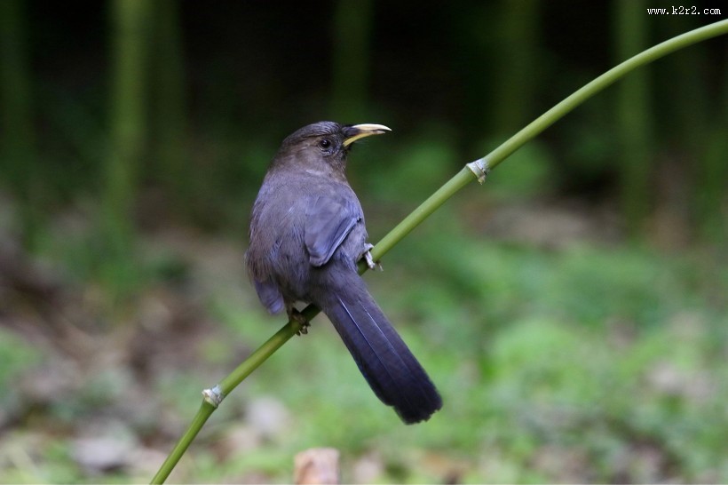 山噪鹛图片大全