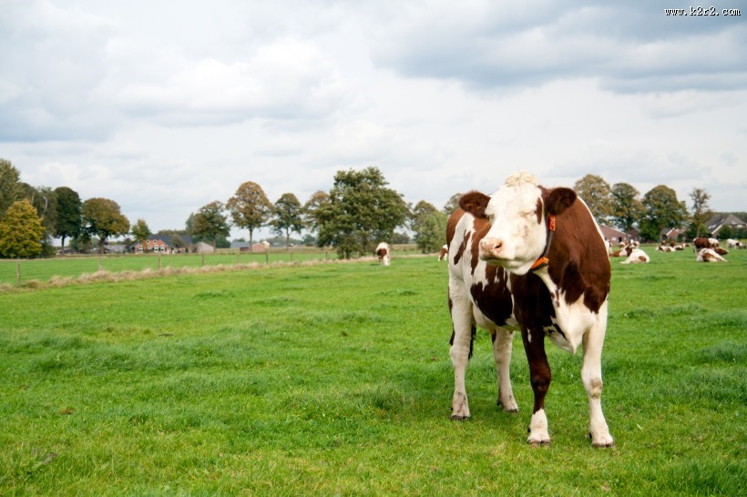 牧场上奶牛图片大全
