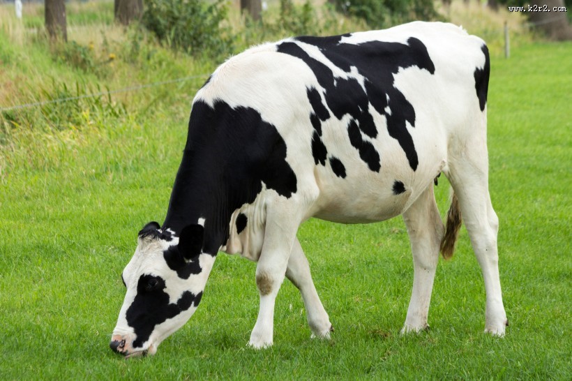 牧场上奶牛图片大全