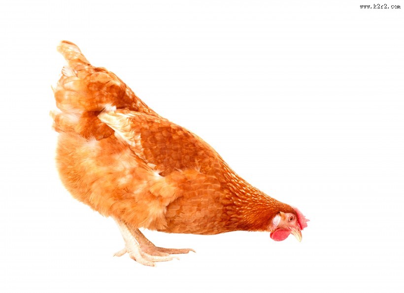 母鸡图片