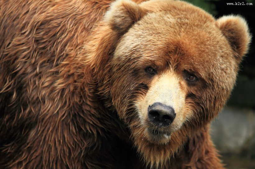 棕熊图片大全
