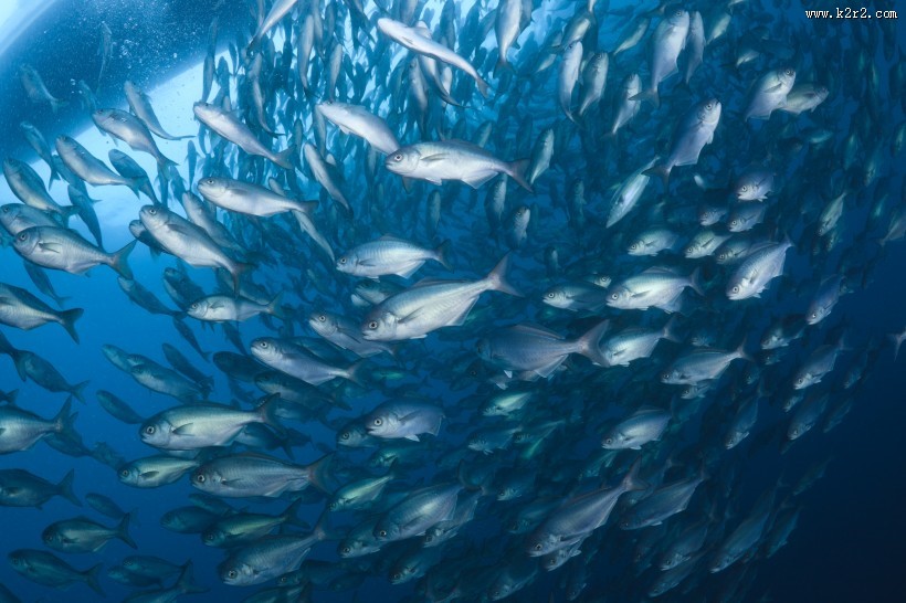 海中鱼群图片