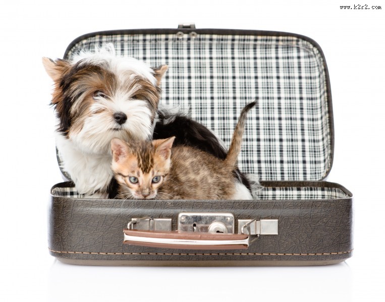 宠物猫和宠物狗图片大全