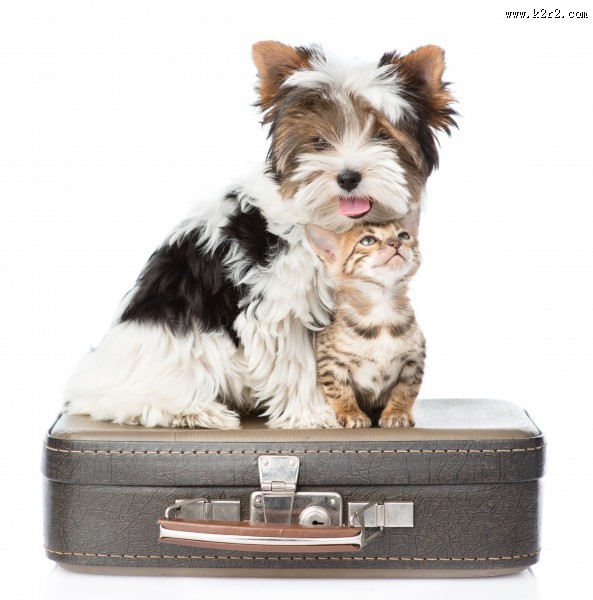 宠物猫和宠物狗图片大全