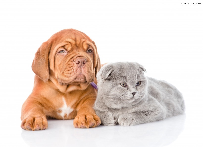 宠物猫和宠物狗图片