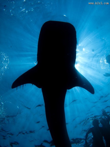 海中鲨鱼图片