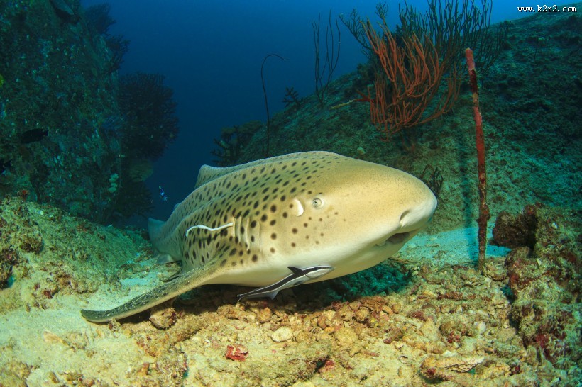 海中鲨鱼图片