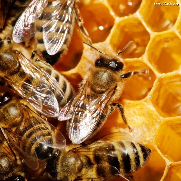 蜂巢上蜜蜂图片大全