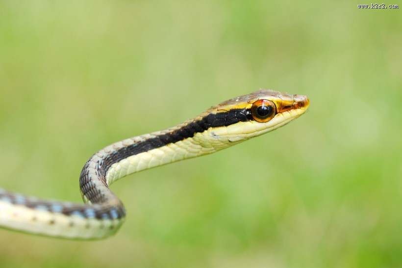 蛇类图片