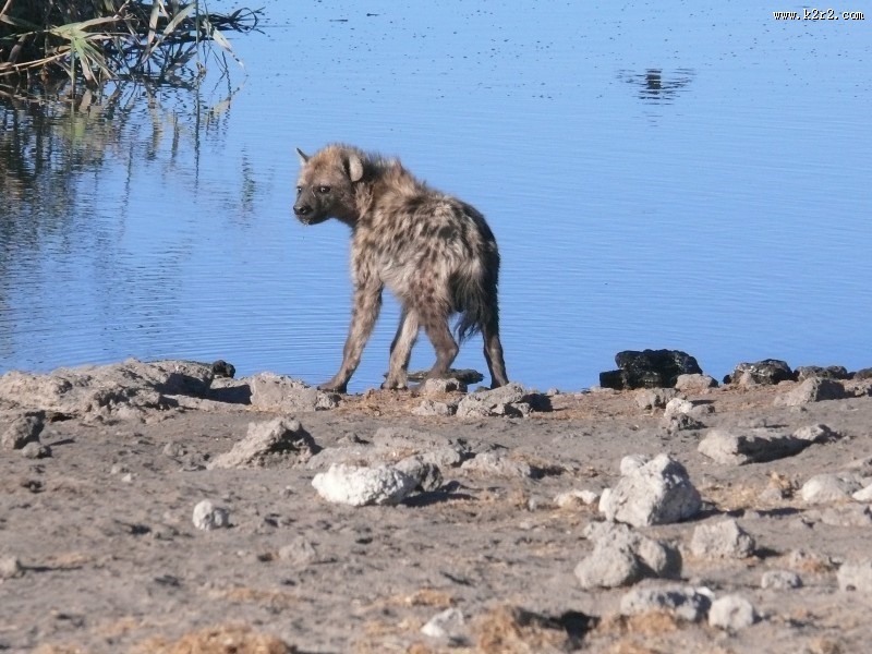 凶猛的鬣狗图片