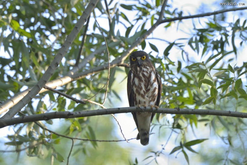褐鹰鸮图片大全