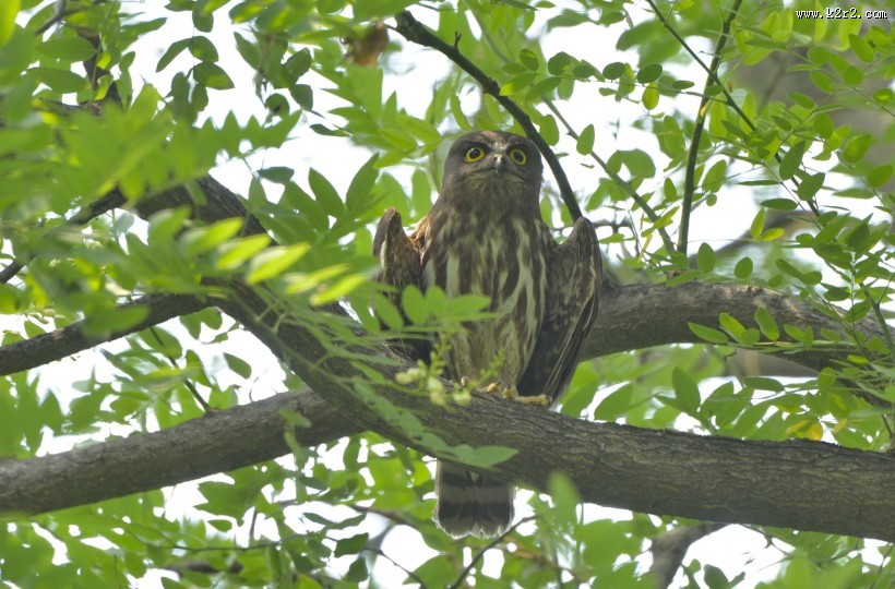 褐鹰鸮图片大全