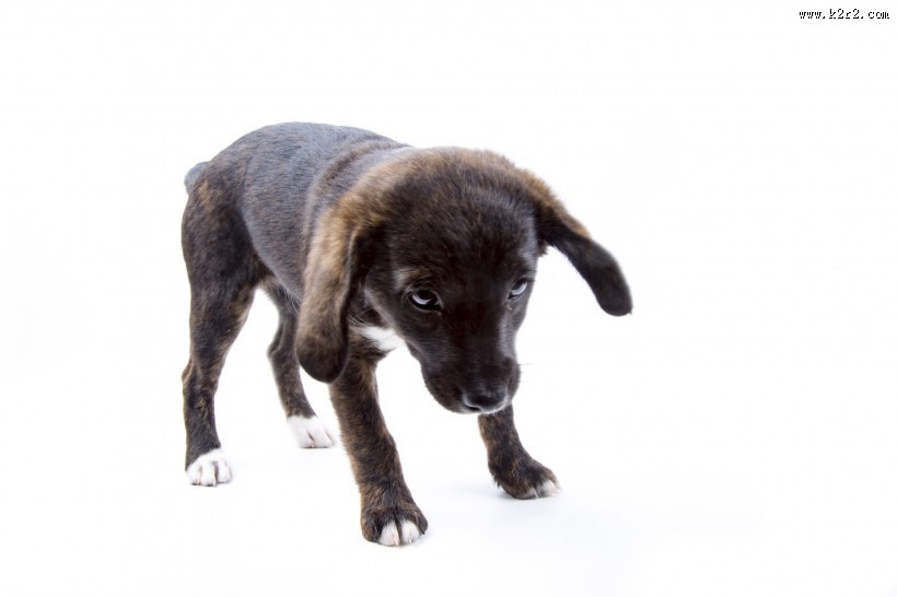 白色背景小狗狗图片