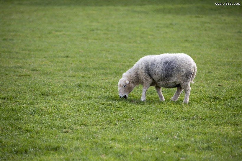 可爱绵羊图片