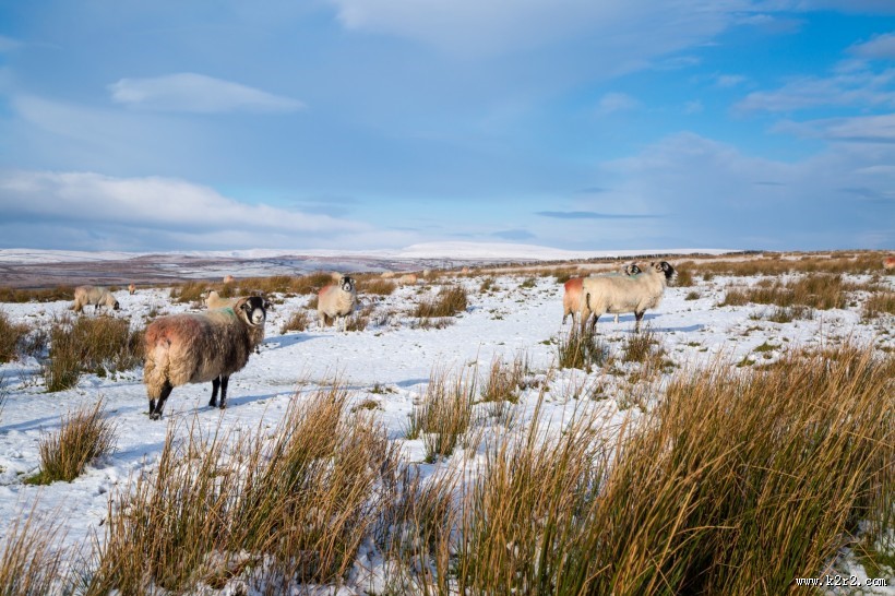 可爱绵羊图片大全
