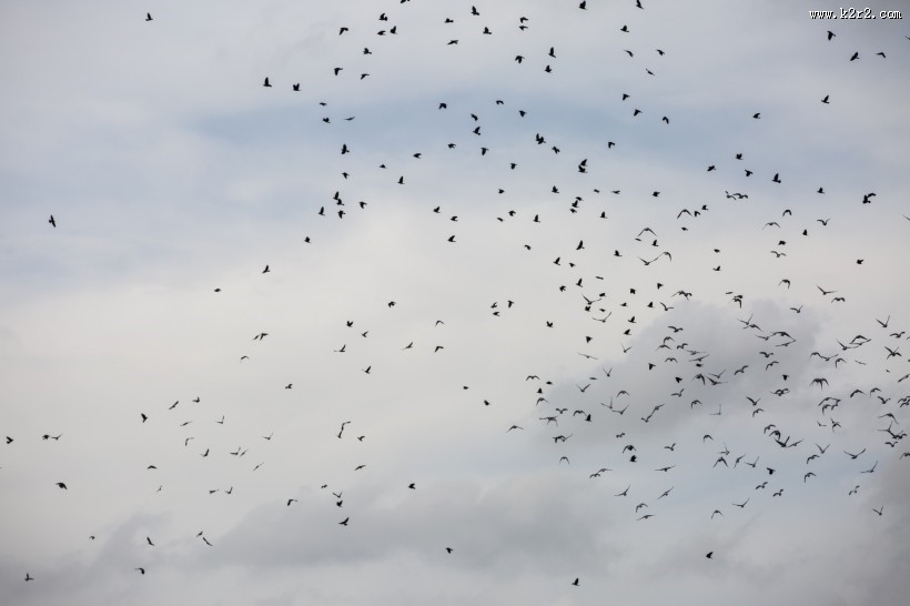 天空上无数的飞鸟图片