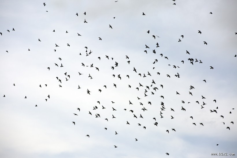 天空上无数的飞鸟图片