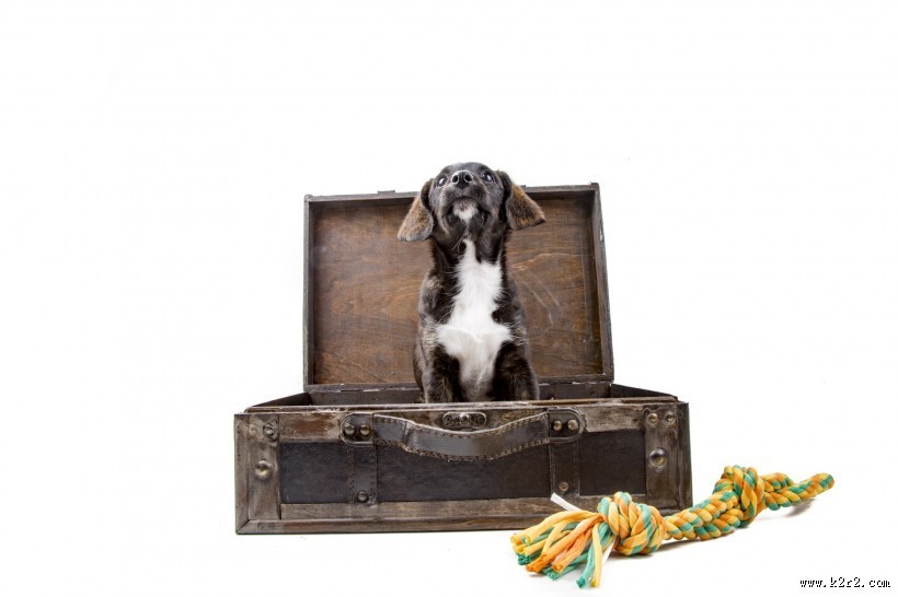 看着旅行箱的狗狗图片大全