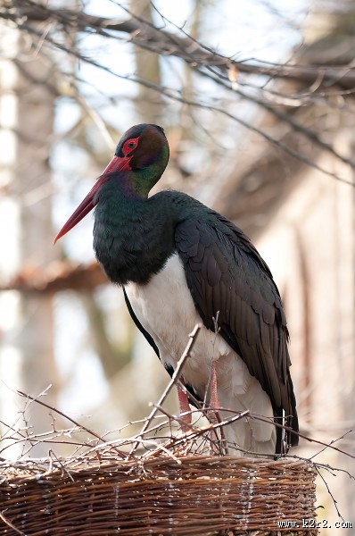活动敏捷的黑鹳图片