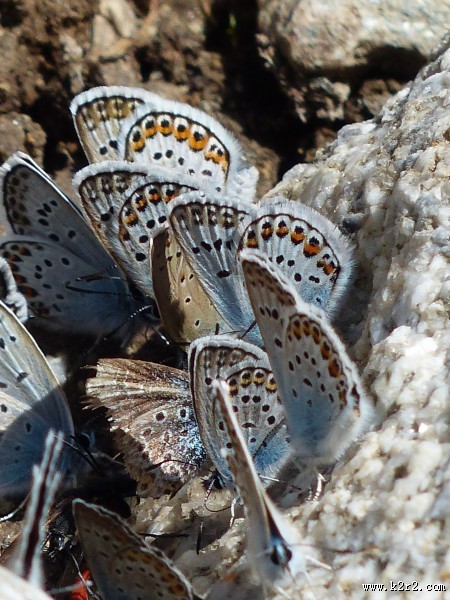 花纹特别的灰蝶图片大全