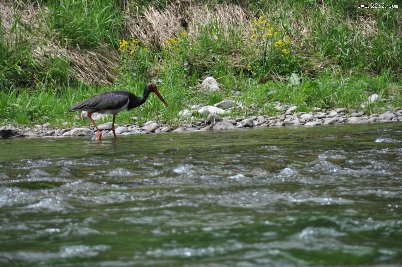 活动敏捷的黑鹳图片大全