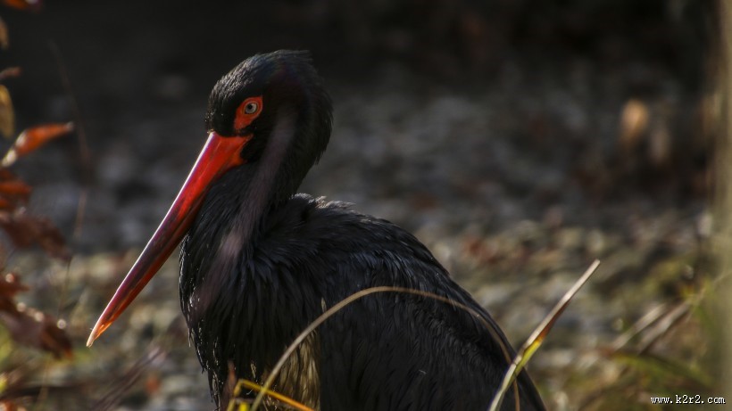 活动敏捷的黑鹳图片大全