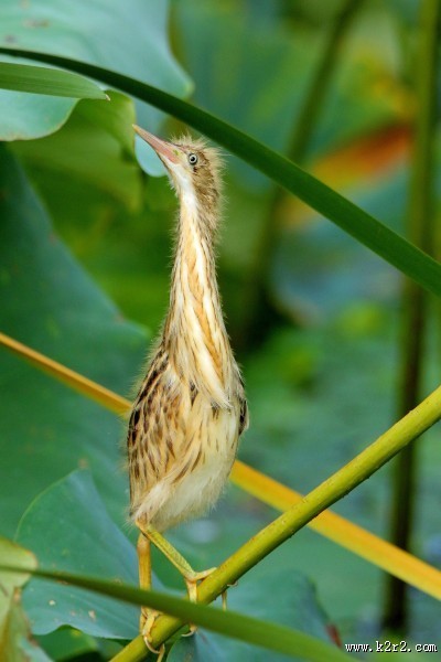 黄苇鳽幼鸟图片大全