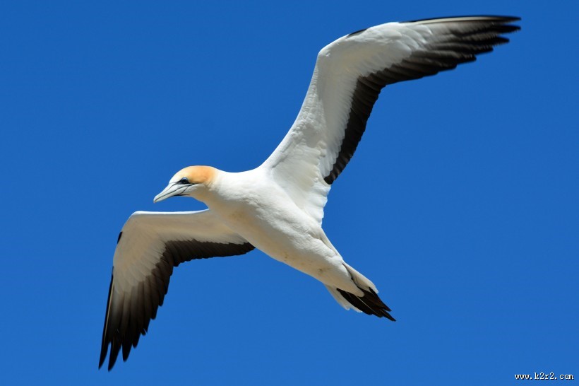 “多情鸟”北方塘鹅图片