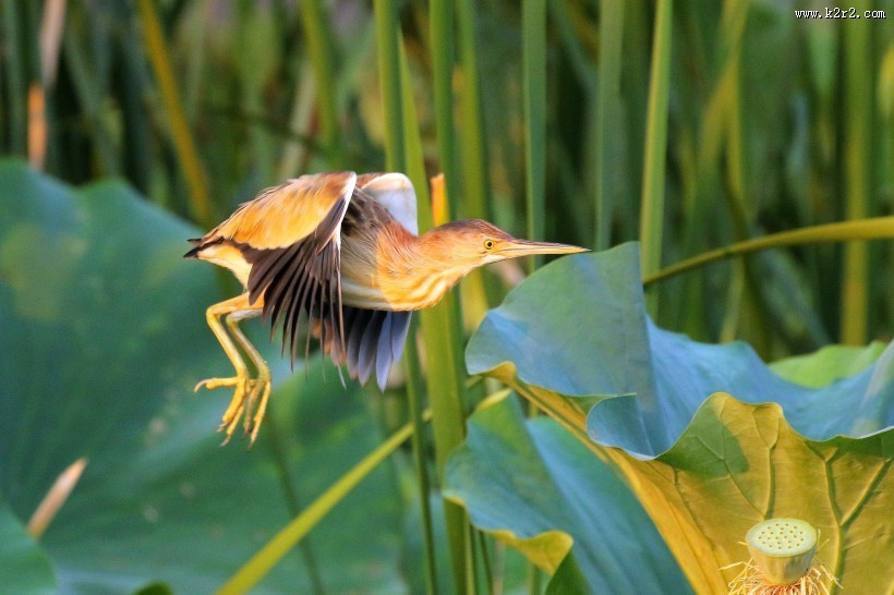 黄苇鳽的飞姿图片