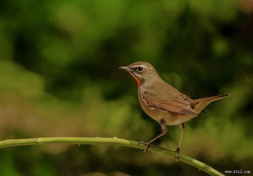 红点颏鸟类图片大全